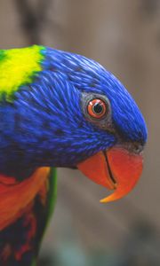 Preview wallpaper rainbow lorikeet, parrot, bird, colorful