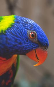 Preview wallpaper rainbow lorikeet, parrot, bird, colorful