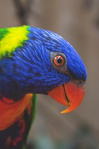 Preview wallpaper rainbow lorikeet, parrot, bird, colorful