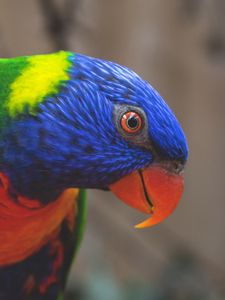 Preview wallpaper rainbow lorikeet, parrot, bird, colorful