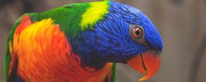 Preview wallpaper rainbow lorikeet, parrot, bird, colorful