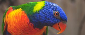 Preview wallpaper rainbow lorikeet, parrot, bird, colorful