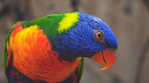 Preview wallpaper rainbow lorikeet, parrot, bird, colorful