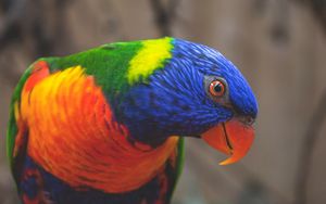 Preview wallpaper rainbow lorikeet, parrot, bird, colorful