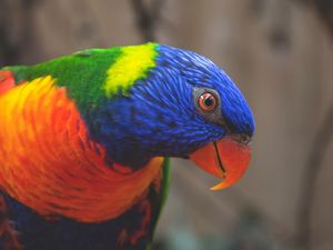 Preview wallpaper rainbow lorikeet, parrot, bird, colorful