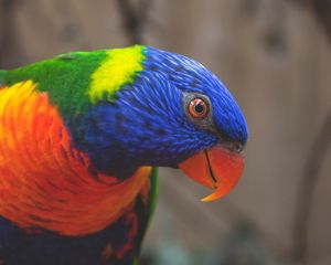 Preview wallpaper rainbow lorikeet, parrot, bird, colorful