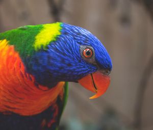 Preview wallpaper rainbow lorikeet, parrot, bird, colorful