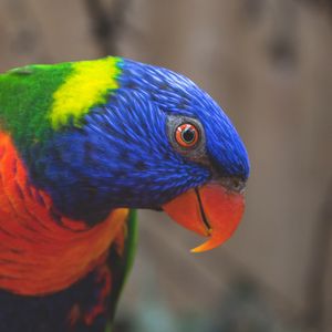 Preview wallpaper rainbow lorikeet, parrot, bird, colorful