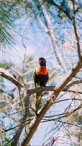 Preview wallpaper rainbow lorikeet, parrot, bird, colorful, wildlife