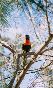 Preview wallpaper rainbow lorikeet, parrot, bird, colorful, wildlife