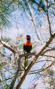 Preview wallpaper rainbow lorikeet, parrot, bird, colorful, wildlife