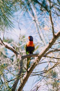 Preview wallpaper rainbow lorikeet, parrot, bird, colorful, wildlife