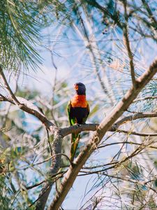 Preview wallpaper rainbow lorikeet, parrot, bird, colorful, wildlife