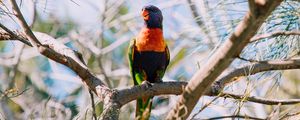 Preview wallpaper rainbow lorikeet, parrot, bird, colorful, wildlife