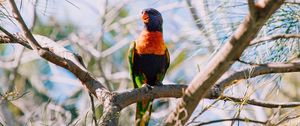 Preview wallpaper rainbow lorikeet, parrot, bird, colorful, wildlife