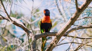 Preview wallpaper rainbow lorikeet, parrot, bird, colorful, wildlife