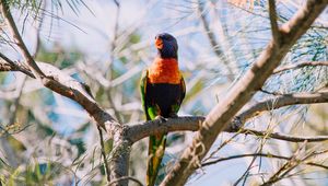 Preview wallpaper rainbow lorikeet, parrot, bird, colorful, wildlife