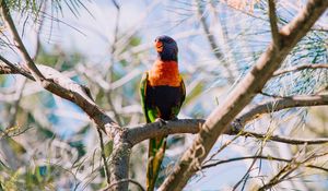 Preview wallpaper rainbow lorikeet, parrot, bird, colorful, wildlife