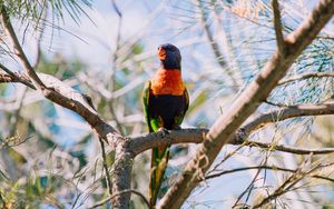 Preview wallpaper rainbow lorikeet, parrot, bird, colorful, wildlife