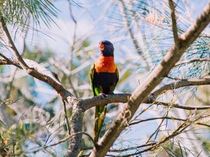 Preview wallpaper rainbow lorikeet, parrot, bird, colorful, wildlife