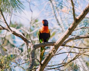 Preview wallpaper rainbow lorikeet, parrot, bird, colorful, wildlife