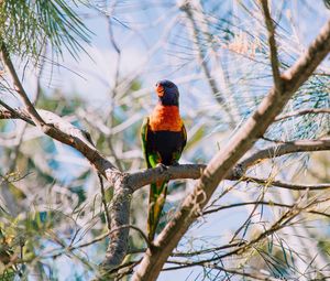 Preview wallpaper rainbow lorikeet, parrot, bird, colorful, wildlife