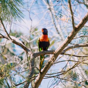 Preview wallpaper rainbow lorikeet, parrot, bird, colorful, wildlife