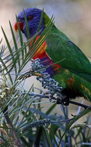 Preview wallpaper rainbow lorikeet, parrot, bird, wildlife