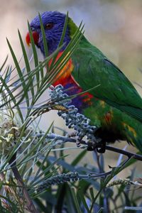 Preview wallpaper rainbow lorikeet, parrot, bird, wildlife