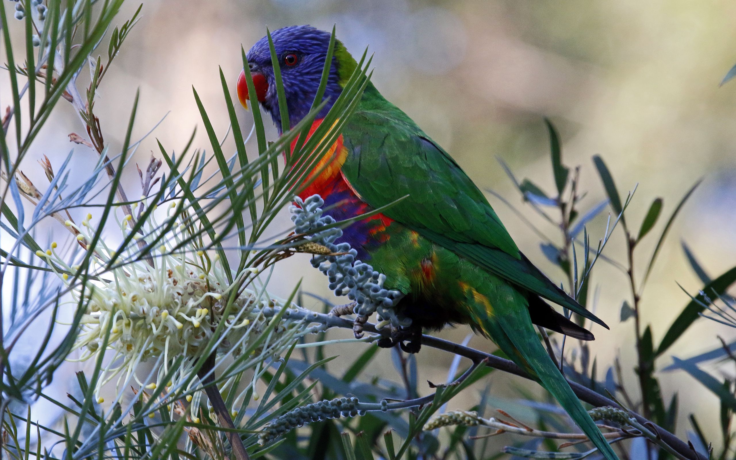 Download wallpaper 2560x1600 rainbow lorikeet, parrot, bird, wildlife ...