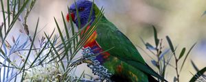 Preview wallpaper rainbow lorikeet, parrot, bird, wildlife