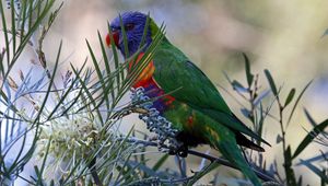 Preview wallpaper rainbow lorikeet, parrot, bird, wildlife