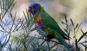 Preview wallpaper rainbow lorikeet, parrot, bird, wildlife