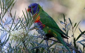 Preview wallpaper rainbow lorikeet, parrot, bird, wildlife