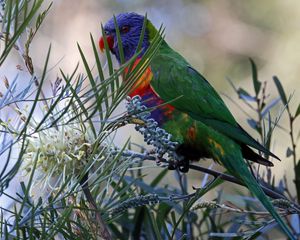 Preview wallpaper rainbow lorikeet, parrot, bird, wildlife