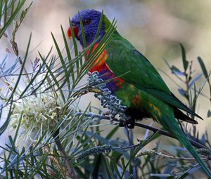 Preview wallpaper rainbow lorikeet, parrot, bird, wildlife