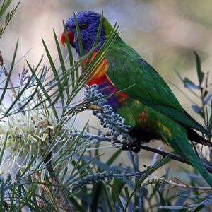 Preview wallpaper rainbow lorikeet, parrot, bird, wildlife