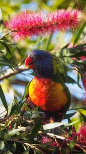 Preview wallpaper rainbow lorikeet, parrot, bird, wildlife, colorful