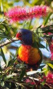 Preview wallpaper rainbow lorikeet, parrot, bird, wildlife, colorful