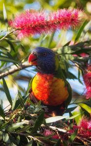 Preview wallpaper rainbow lorikeet, parrot, bird, wildlife, colorful