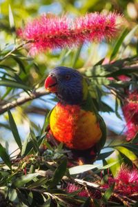 Preview wallpaper rainbow lorikeet, parrot, bird, wildlife, colorful