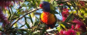 Preview wallpaper rainbow lorikeet, parrot, bird, wildlife, colorful