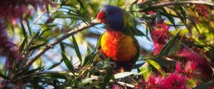 Preview wallpaper rainbow lorikeet, parrot, bird, wildlife, colorful