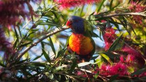 Preview wallpaper rainbow lorikeet, parrot, bird, wildlife, colorful