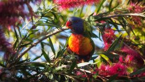 Preview wallpaper rainbow lorikeet, parrot, bird, wildlife, colorful