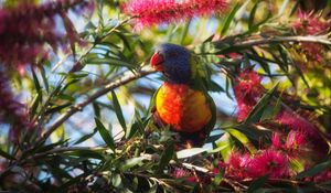 Preview wallpaper rainbow lorikeet, parrot, bird, wildlife, colorful