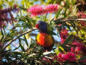 Preview wallpaper rainbow lorikeet, parrot, bird, wildlife, colorful