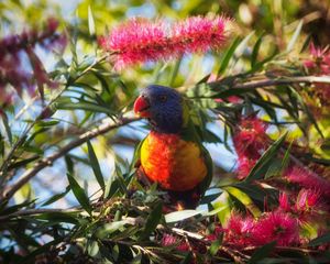 Preview wallpaper rainbow lorikeet, parrot, bird, wildlife, colorful