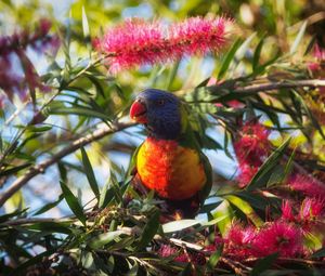 Preview wallpaper rainbow lorikeet, parrot, bird, wildlife, colorful