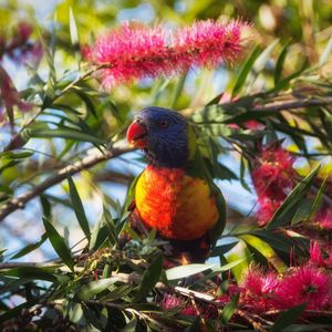 Preview wallpaper rainbow lorikeet, parrot, bird, wildlife, colorful